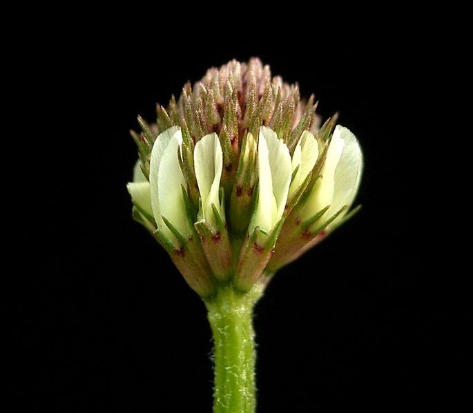 File:Trifolium repens 02 ies.jpg