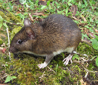 Atlantic spiny rat A genus of mammals belonging to the spiny rat family of rodents