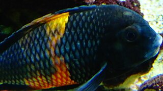 Tropheus sp. black "Pemba" ("Bemba") adulte