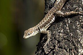 Tropidurus torquatus.jpg resminin açıklaması.