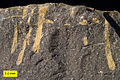 Trypanites borings in an Upper Ordovician hardground from northern Kentucky. The borings are filled with diagenetic dolomite (yellowish). Note that the boring on the far right cuts through a shell in the matrix.