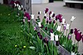 "Tulip_Time_2016_Pre_Festival_Tulips_(152593813).jpeg" by User:Rodrigo.Argenton