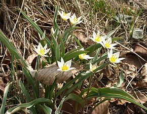 Описание изображения Tulipa_turkestanica.jpg.