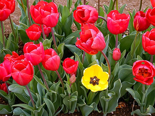 Tulipano di colore giallo cresciuto in una fila di tulipani rossi