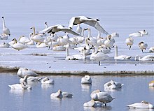 Tundra swans were the predominant species of swan on the Potomac River when the Algonquian tribes dwelled along its shores, and continue to be the most populous variety today. Tundra swans (6565983429).jpg