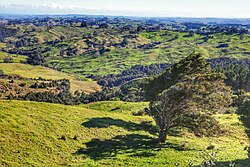 Melihat lahan pertanian di Rodney Kota, dekat dengan kota Tauhoa