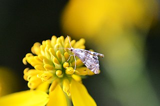 <i>Petrophila bifascialis</i> Species of moth