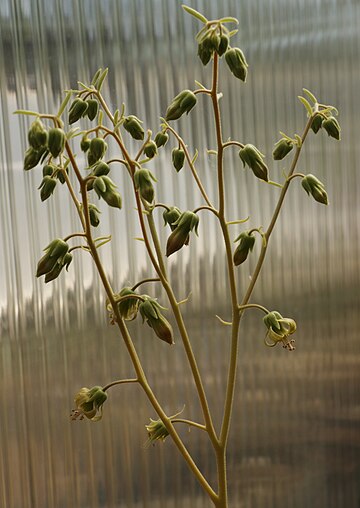 Tylecodon rubrovenosus