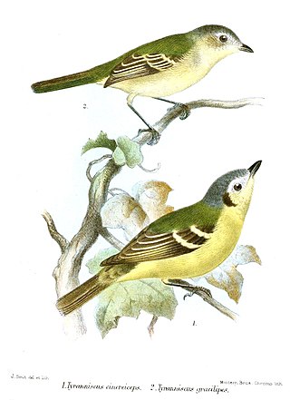 <span class="mw-page-title-main">Ashy-headed tyrannulet</span> Species of bird