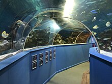 The underwater viewing tunnel at Blue Reef Aquarium in Tynemouth Underwater Tunnel Blue Reef Aquarium Tynemouth.jpg