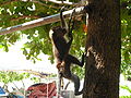 Philippine monkey at Dumaluan beach, Panglao, Bohol, Philippines