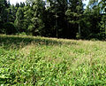 Čeština: Přírodní památka ev. č. 1239 Upolíny severně od vsi Libínské Sedlo v okrese Prachatice , Jihočeský kraj. English: Natural monument Upolíny north of the village of Libínské Sedlo, Prachatice District, South Bohemian Region, Czech Republic.