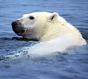Polarni medvjed (Ursus maritimus), član porodice Ursidae.