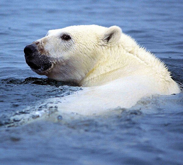 A polar bear (Ursus maritimus), a member of family Ursidae