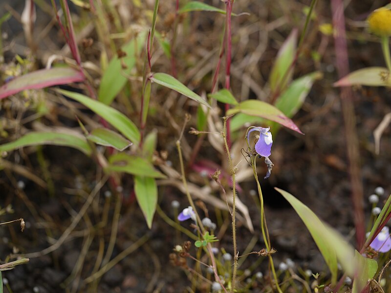 File:Utricularia purpurascens (6230536774).jpg