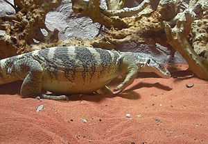 Varanus-spenceri-109.jpg