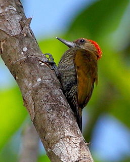 Red-stained woodpecker Species of bird