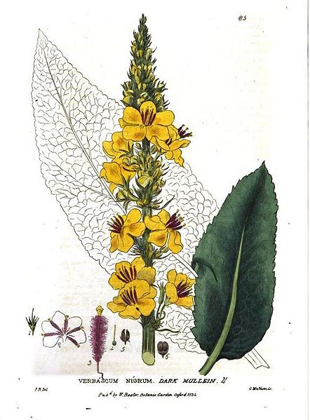 File:Verbascum nigrum00.jpg