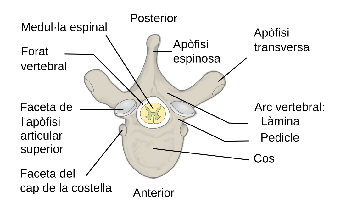 File:Vertebra Superior View-ca.svg