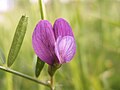 Miniatura per Vicia peregrina