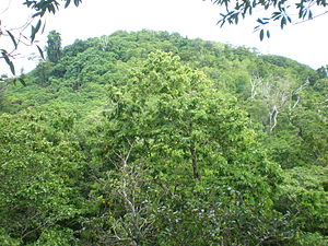 Falealupo тропикалық ормандарын қараңыз, Savai'i.JPG