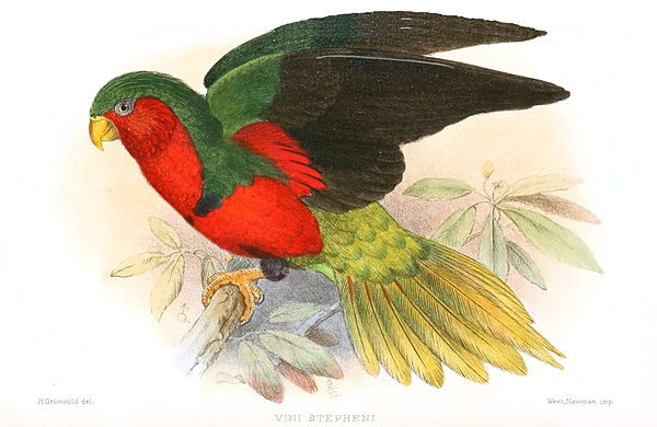 The Henderson lorikeet (Vini stepheni), also known as the Stephen's lorikeet, is a species of parrot in the family Psittacidae, endemic to Henderson I