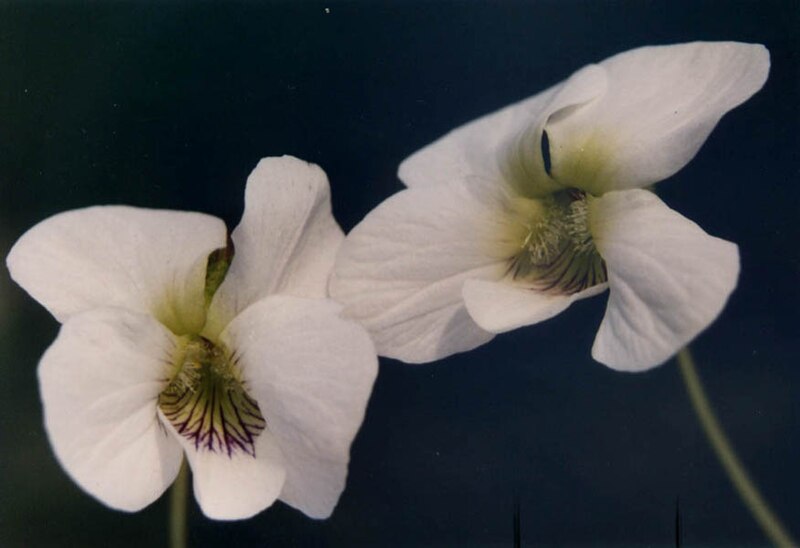 File:Viola cuculata striata var alba.jpg