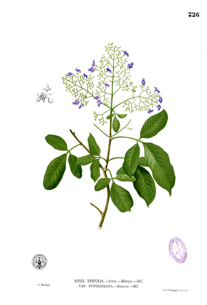 File:Vitex trifolia Blanco1.226.png