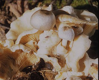 <i>Volvariella surrecta</i> Species of fungus