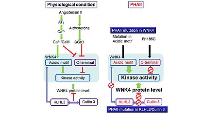 Fig. 3. Proposed mechanisms by which PHAII-causing mutations in WNK4, KLHL3, and Cullin 3 lead to increased kinase activity of WNK4. Left panel, under physiological condition, angiotensin II elicits an increase in intracellular Ca .  Ca ions interact with the acidic motif of WNK4 and increase the kinase activity. Ca /calmodulin (CaM) also binds to the C-terminal CaM-binding domain and relieves the inhibition of the kinase activity of WNK4. WNK4 protein is degraded by the KLHL3-Cullin 3 ubiquitin E3 ligase. Right panel, under PHAII condition, PHAII mutations in the acidic motif mimic the Ca binding state and lead to an increase in kinase activity.  The R1185C mutation relieves the inhibitory effect of the C-terminal domain on the kinase activity of WNK4. Mutations in KLHL3 or Cullin 3 impair the degradation of WNK4 protein, leading to an increase in total kinase activity. WNK4 PHAII.jpg
