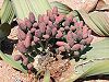 Welwitschia-seeds.jpg