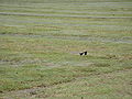 Dithmarschen saltmarshes