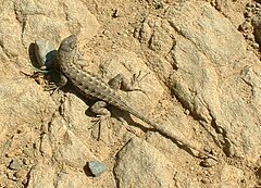 Sceloporus occidentalis