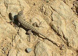 Fauna of California - Wikipedia