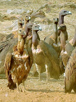 White-rumped vulture (Gyps bengalensis) Flock gathered near carcass Photograph by Shantanu Kuveskar