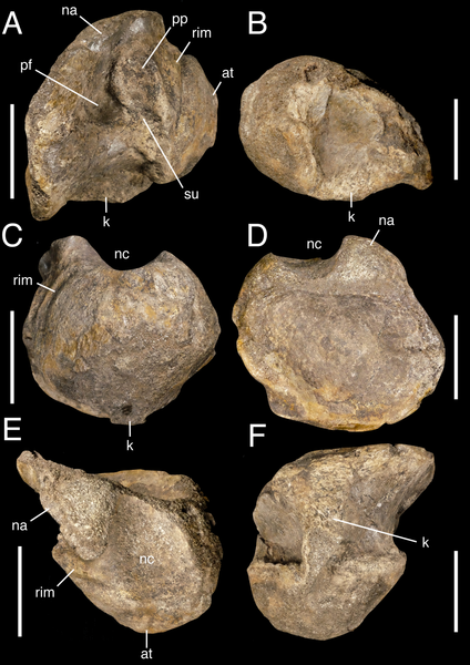 File:White Rock spinosaurid anterior dorsal vertebra.png