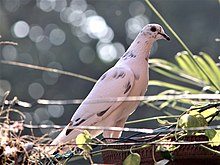 White pigeon in Chandigarh White pigeon in Chandigarh.jpg