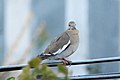 White winged dove (8438979513).jpg