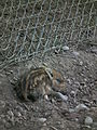 Winziger Wildschweinfrischling Wildpark Rheingönheim.JPG