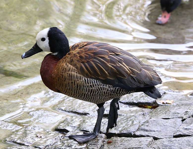 File:Witwenpfeifgans Dendrocygna viduata Tierpark Hellabrunn-4.jpg