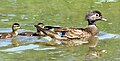 Hen with two of her young swimming behind.