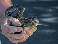 Woodcock, American Scolopax minor