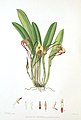 Masdevallia fractiflexa plate in: Florence H. Woolward: The Genus Masdevallia, (1896)