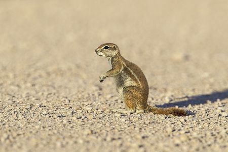 Cape ground squirrel from Etosha National Park