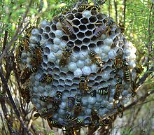 Nest of Polistes dominula, host to the cuckoo wasp P. semenowi Yellow Paper Wasp.jpg