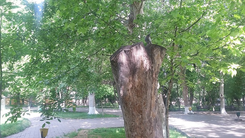 File:Yerevan, English Park 30.jpg