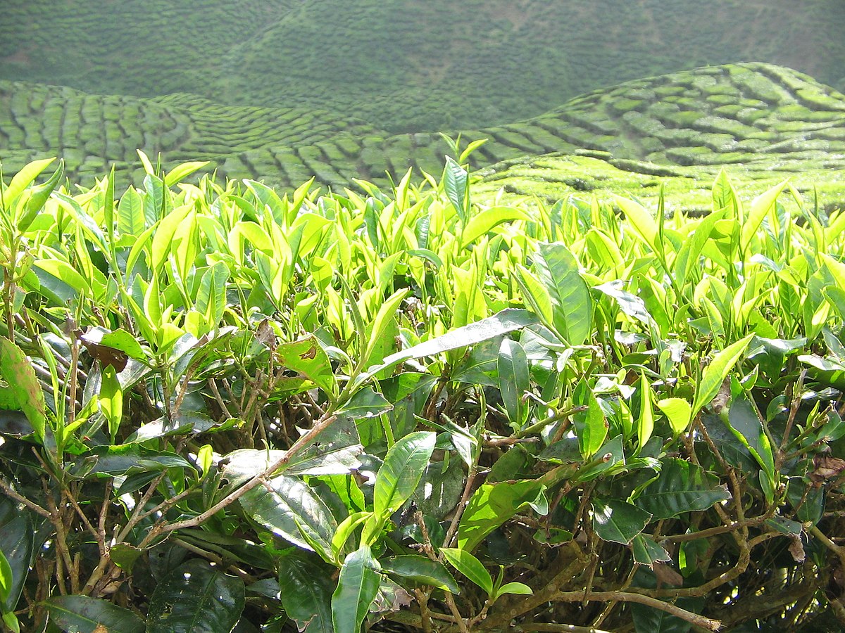 Pokok Teh - Wikipedia Bahasa Melayu, ensiklopedia bebas