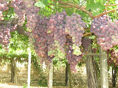 Tập tin:Zahle Grapes.jpg