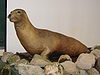 Japanese sea lion