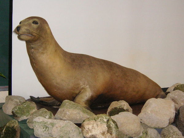 Taxidermied specimen, Tennōji Zoo, Osaka, Japan